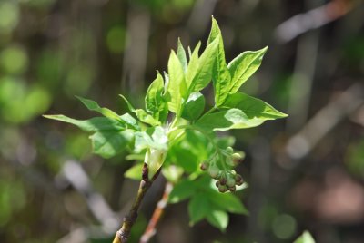 Staphylea pinnata - klokoč zpeřený - listy a poupata